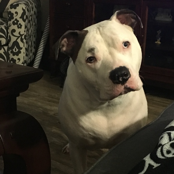 Meet Ambassador Donnie - Picture 5 of 11